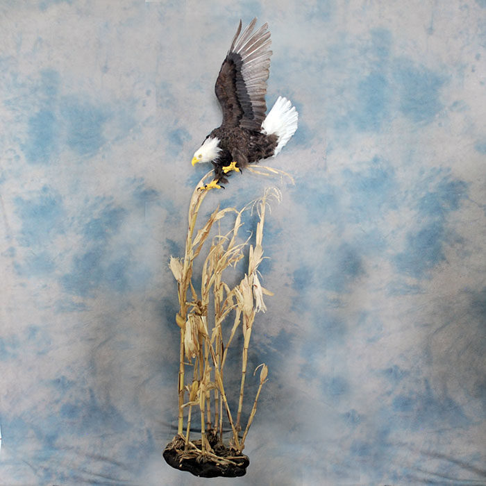 Bald Eagle Recreation Reno Nevada bird taxidermy