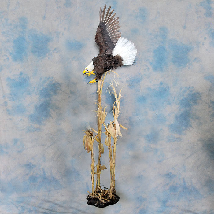 Bald Eagle Recreation Reno Nevada bird taxidermy