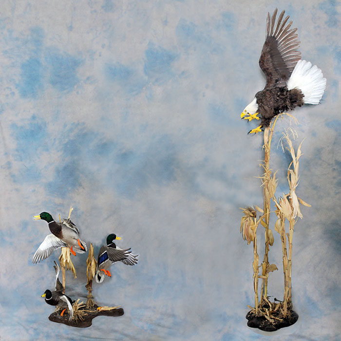 Bald Eagle Recreation Reno Nevada bird taxidermy