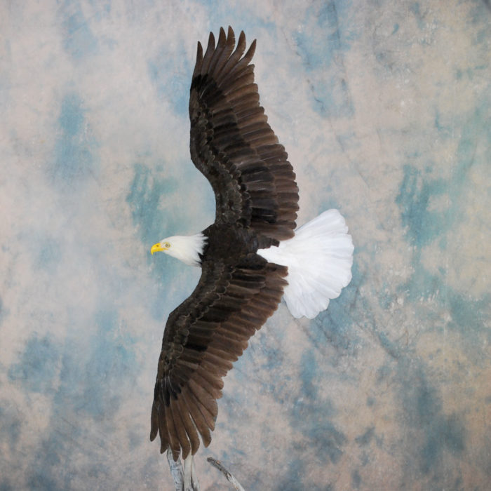 Bald Eagle Recreation Reno Nevada bird taxidermy