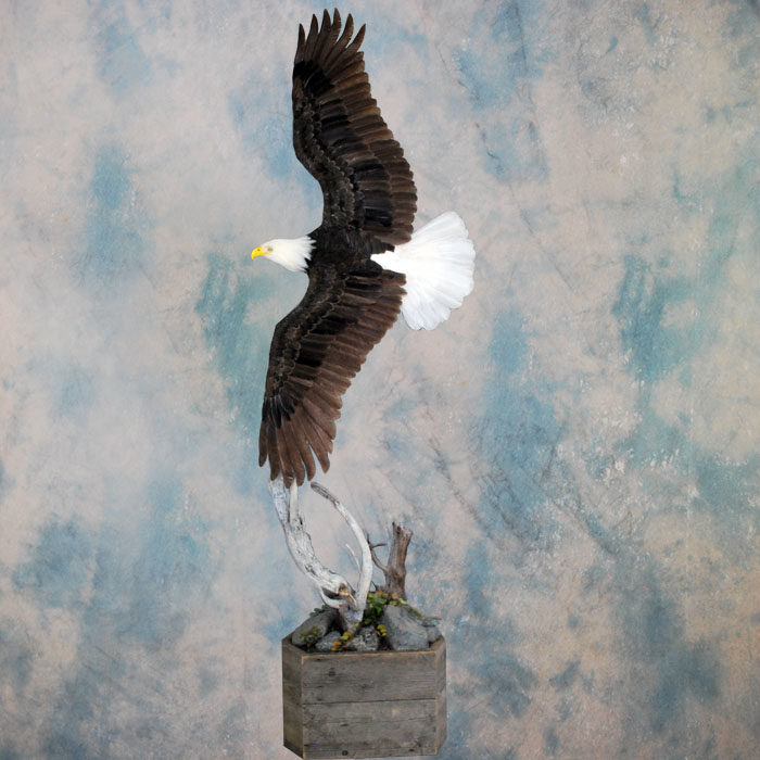 Bald Eagle Recreation Reno Nevada bird taxidermy