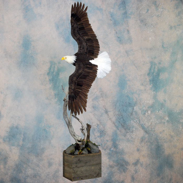 Bald Eagle Recreation Reno Nevada bird taxidermy