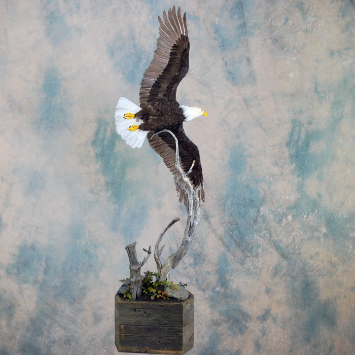 Bald Eagle Recreation Reno Nevada bird taxidermy