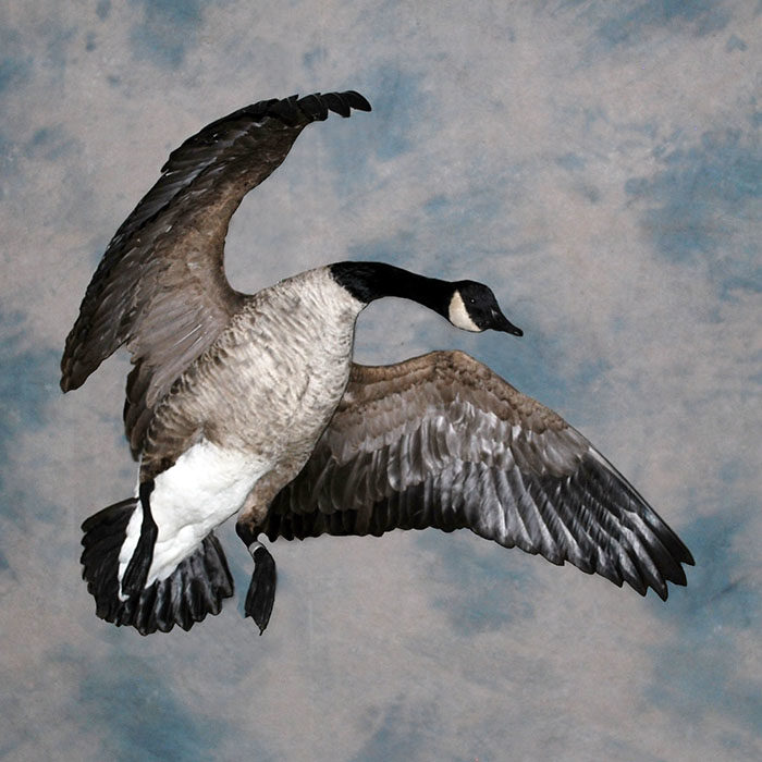 Canada Goose Reno Nevada bird taxidermy