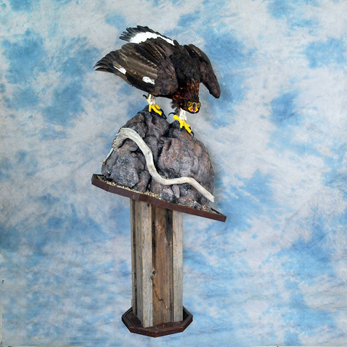 Golden Eagle Recreation Reno Nevada bird taxidermy