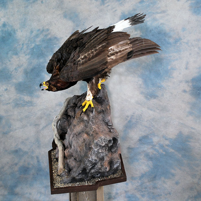 Golden Eagle Recreation Reno Nevada bird taxidermy