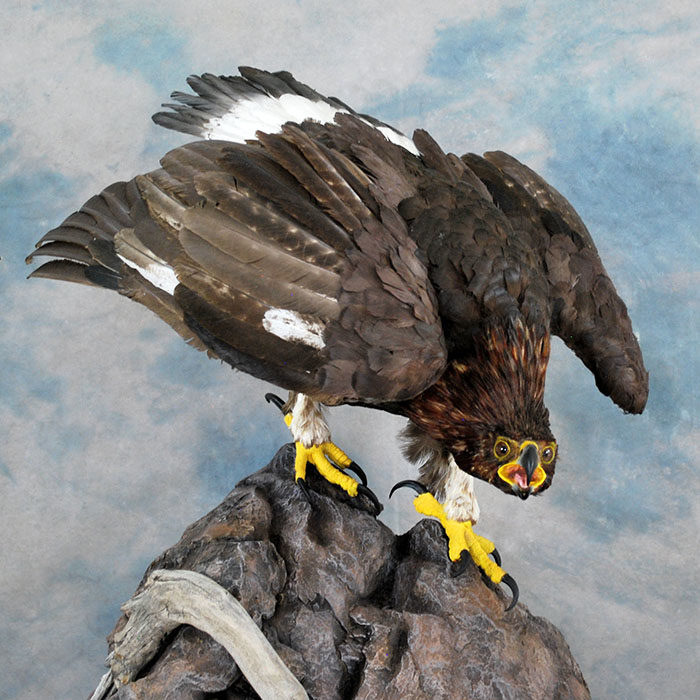 Golden Eagle Recreation Reno Nevada bird taxidermy