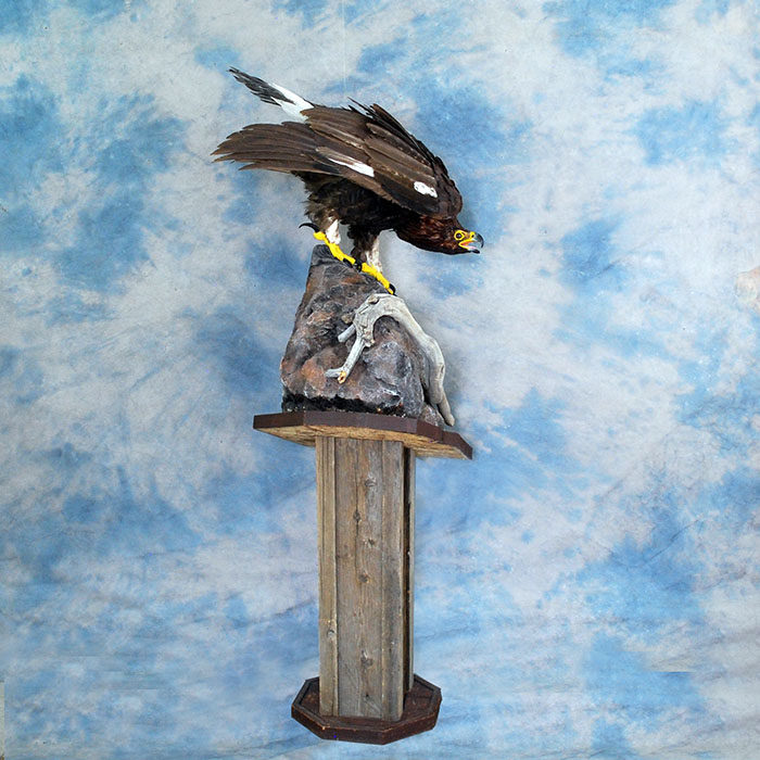 Golden Eagle Recreation Reno Nevada bird taxidermy