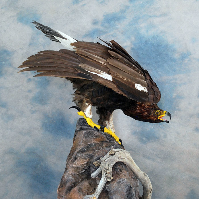 Golden Eagle Recreation Reno Nevada bird taxidermy