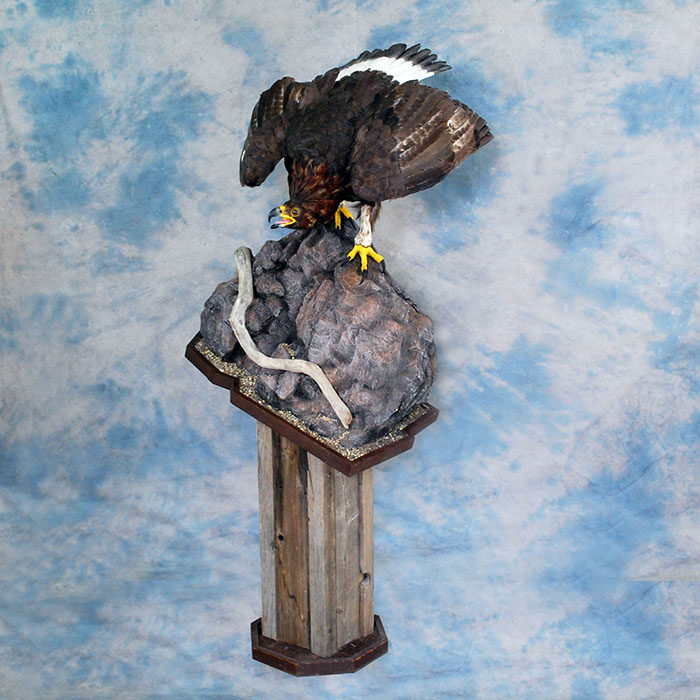 Golden Eagle Recreation Reno Nevada bird taxidermy