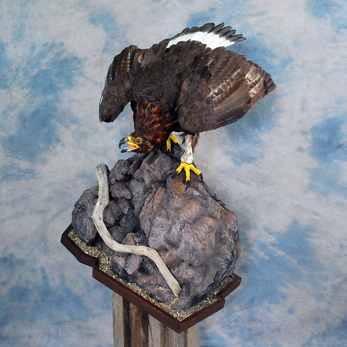 Golden Eagle Recreation Reno Nevada bird taxidermy