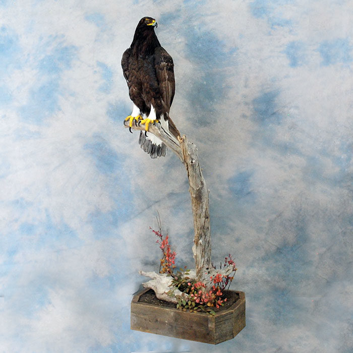 Golden Eagle Recreation Reno Nevada bird taxidermy