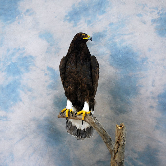 Golden Eagle Recreation Reno Nevada bird taxidermy