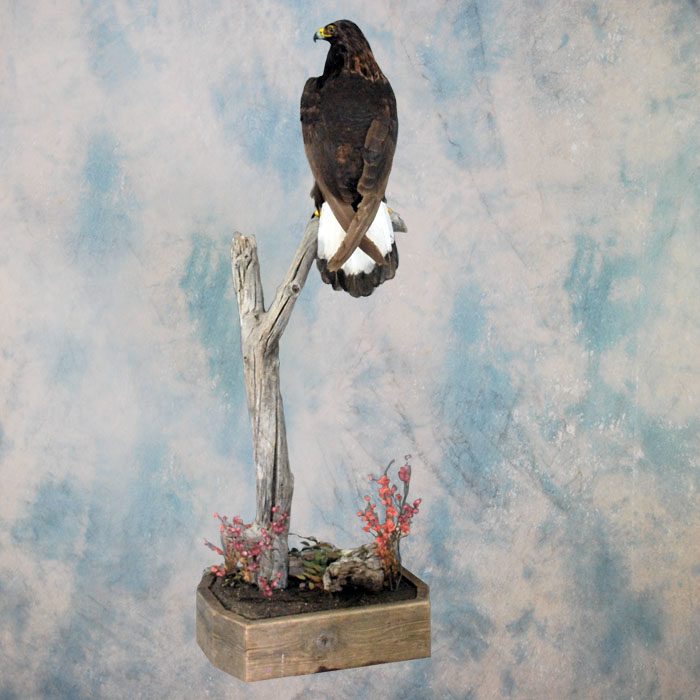 Golden Eagle Recreation Reno Nevada bird taxidermy