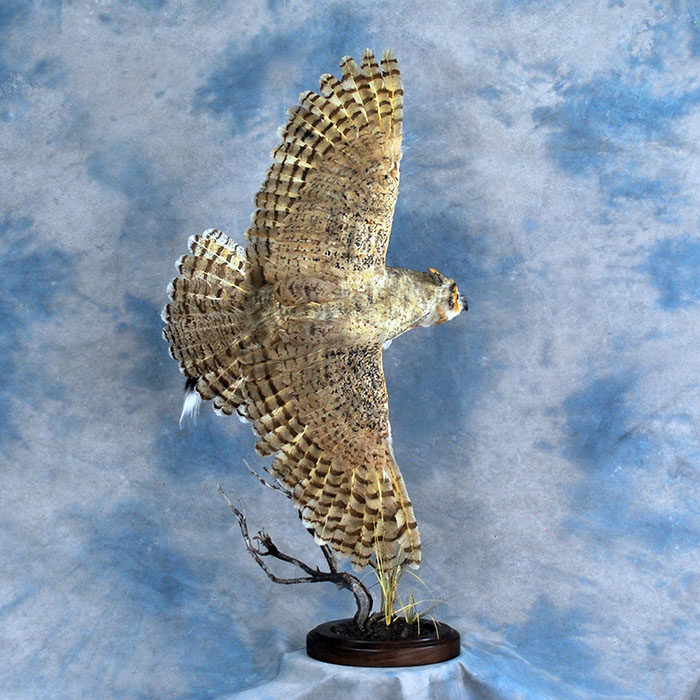 horned owl taxidermy