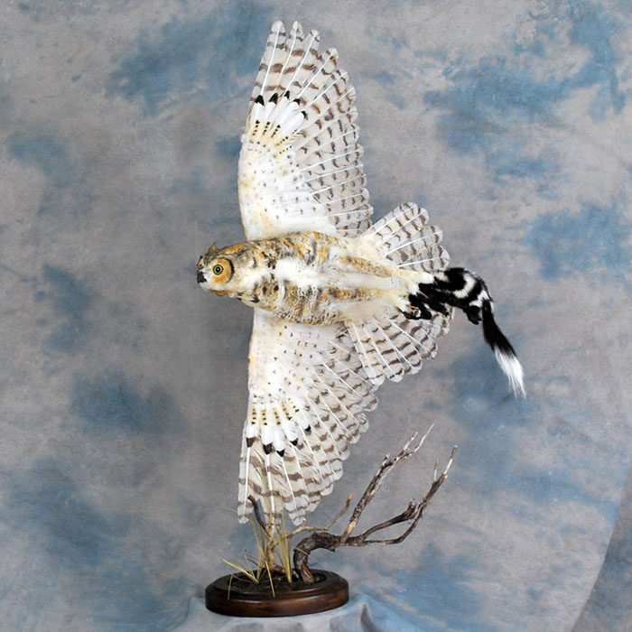 Great Horned Owl Recreation Reno Nevada bird taxidermy