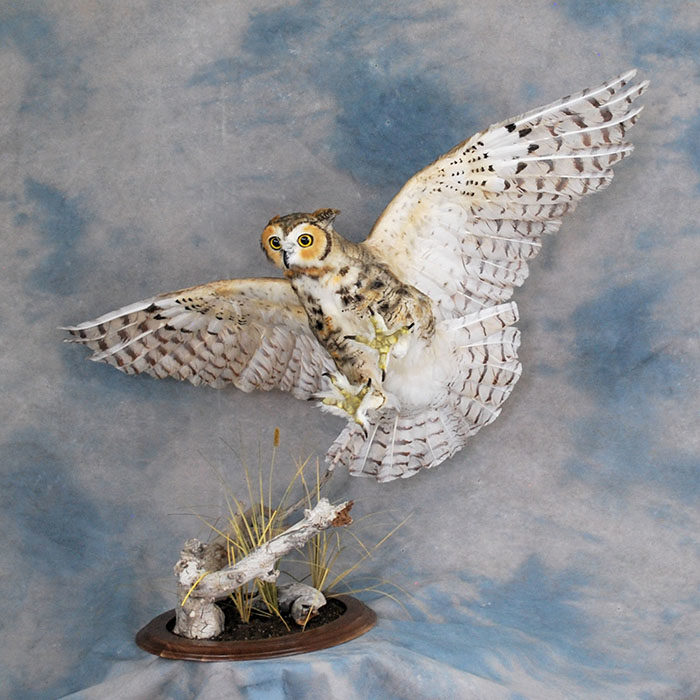 Great Horned Owl Recreation Reno Nevada bird taxidermy