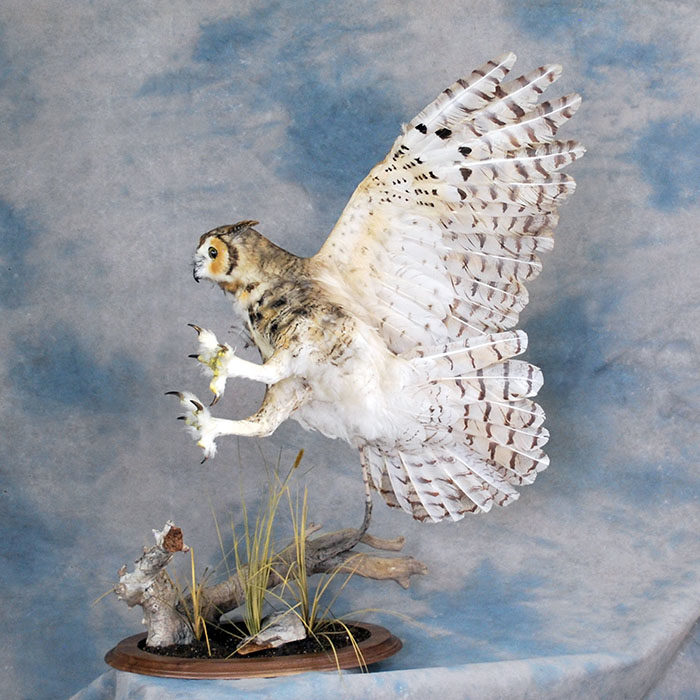 Great Horned Owl Recreation Reno Nevada bird taxidermy