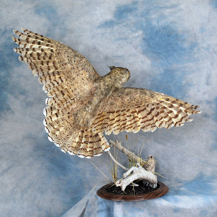 Great Horned Owl Recreation Reno Nevada bird taxidermy