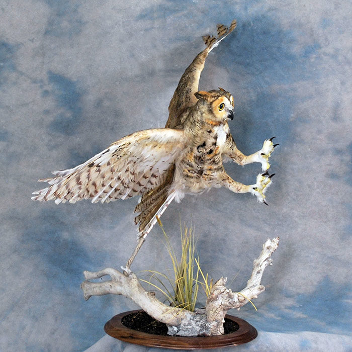 Great Horned Owl Recreation Reno Nevada bird taxidermy