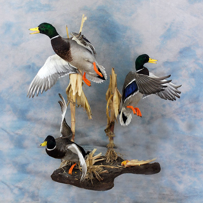 Mallard Reno Nevada bird taxidermy