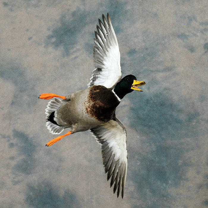 Mallard Reno Nevada bird taxidermy