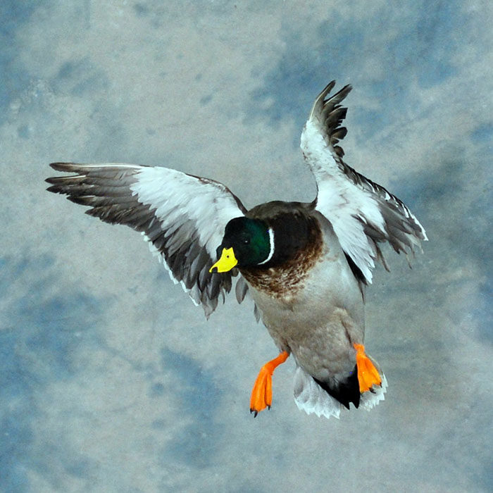 Mallard Reno Nevada bird taxidermy