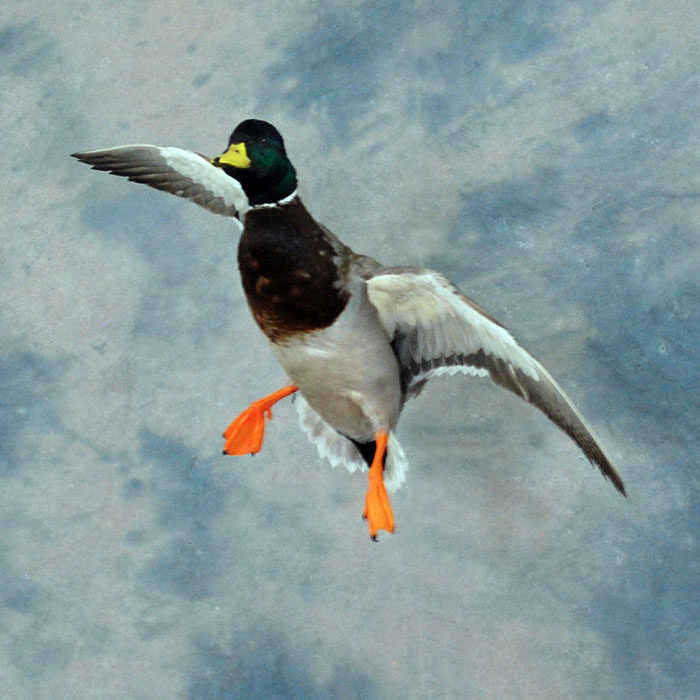 Mallard Reno Nevada bird taxidermy