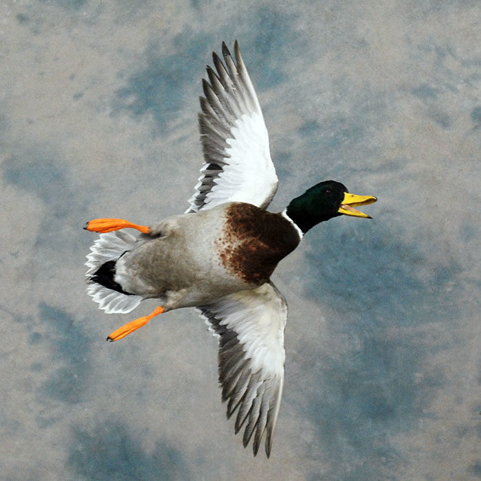 Mallard Reno Nevada bird taxidermy