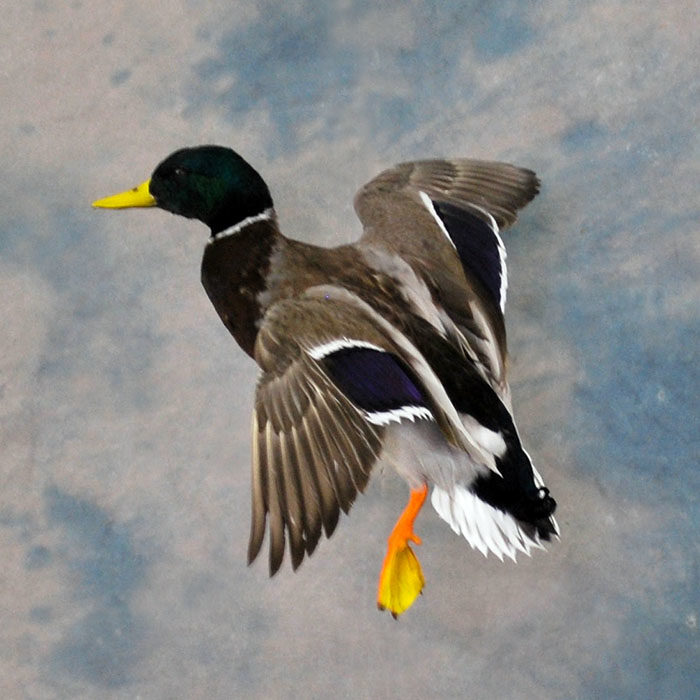 Mallard Reno Nevada bird taxidermy