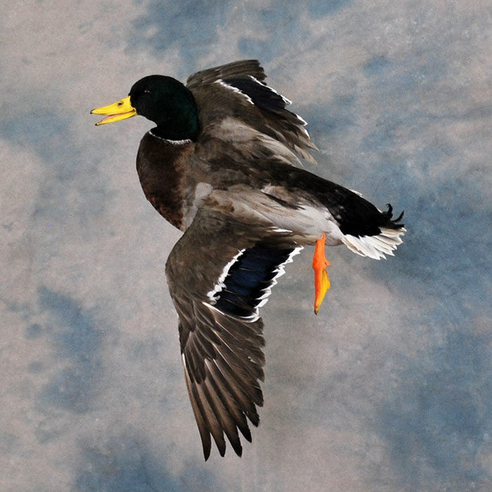 Mallard Reno Nevada bird taxidermy