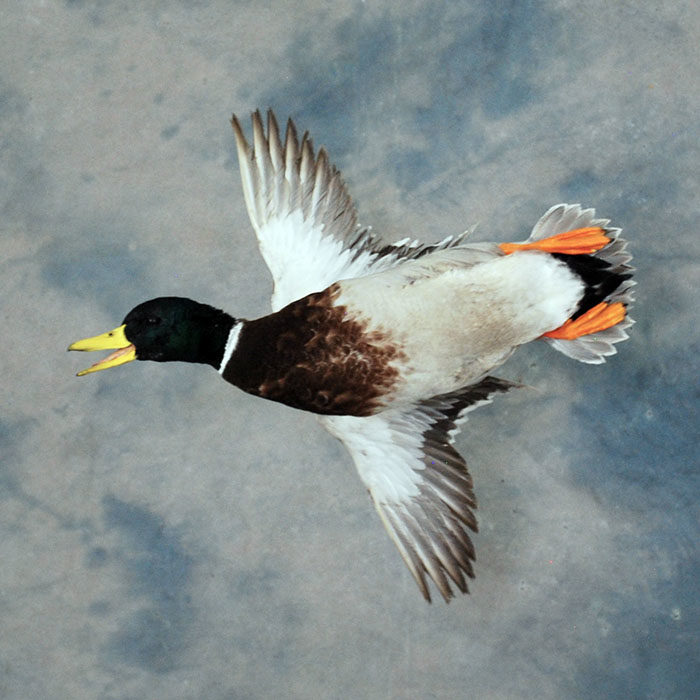 Mallard Reno Nevada bird taxidermy