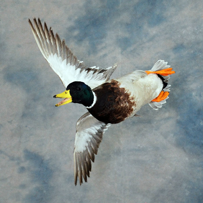 Mallard Reno Nevada bird taxidermy