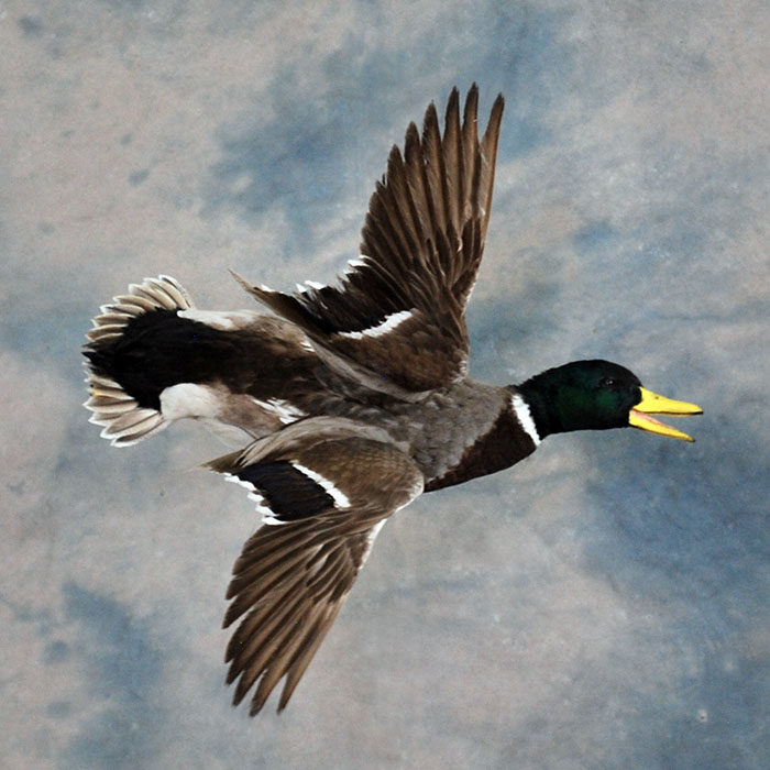 Mallard Reno Nevada bird taxidermy