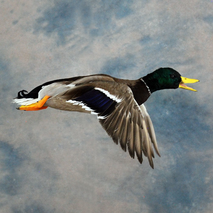 Mallard Reno Nevada bird taxidermy