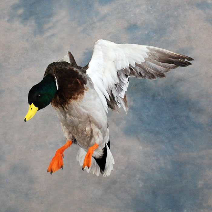 Mallard Reno Nevada bird taxidermy