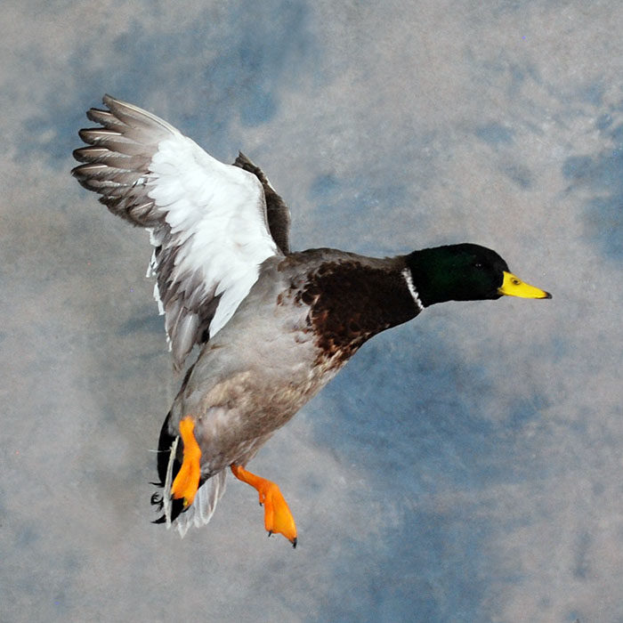 Mallard Reno Nevada bird taxidermy