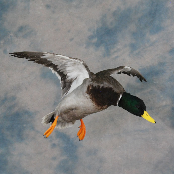 Mallard Reno Nevada bird taxidermy