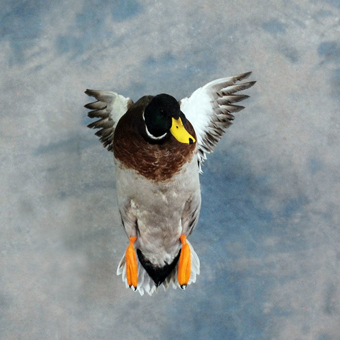 Mallard Reno Nevada bird taxidermy