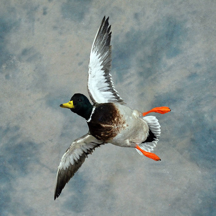 Mallard Reno Nevada bird taxidermy