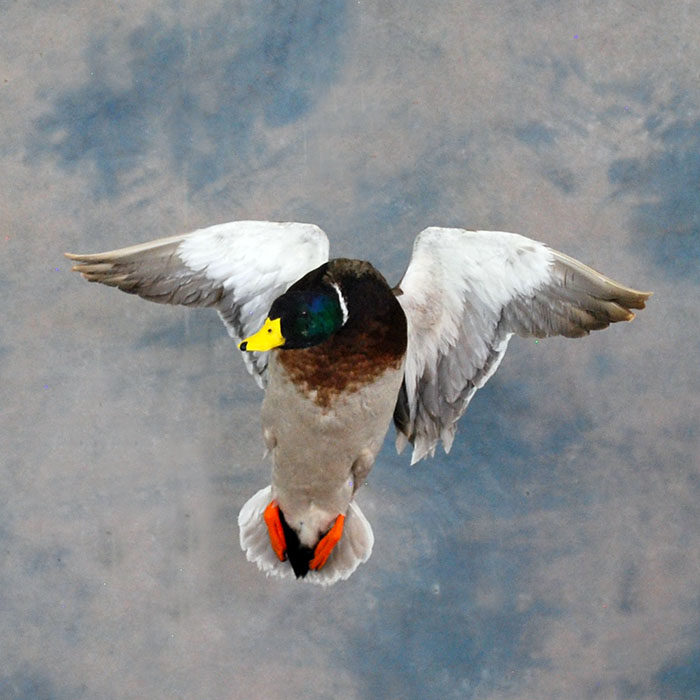 Mallard Reno Nevada bird taxidermy