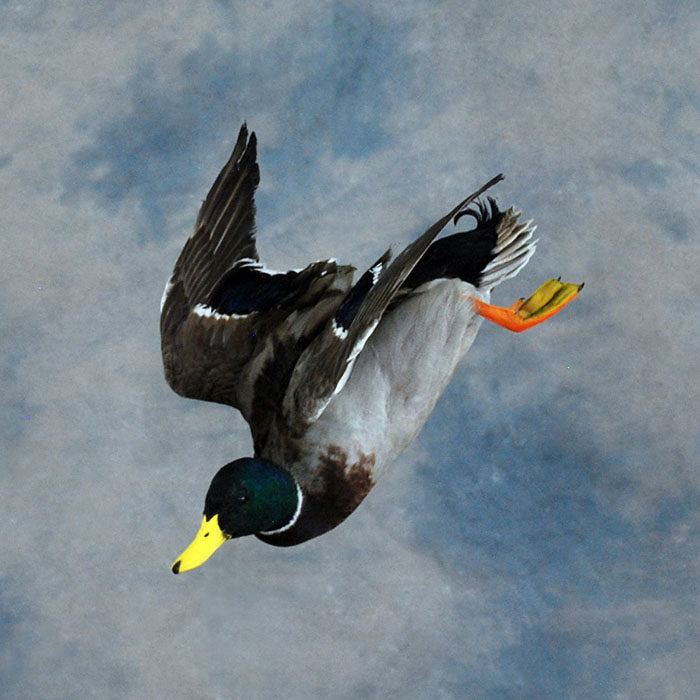 Mallard Reno Nevada bird taxidermy