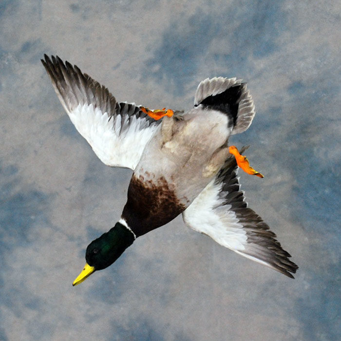 Mallard Reno Nevada bird taxidermy