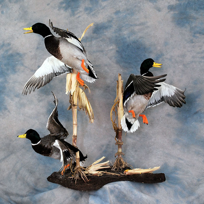 Mallard Reno Nevada bird taxidermy