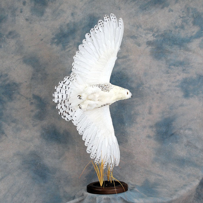 Snowy Owl Owl Recreation Reno Nevada bird taxidermy