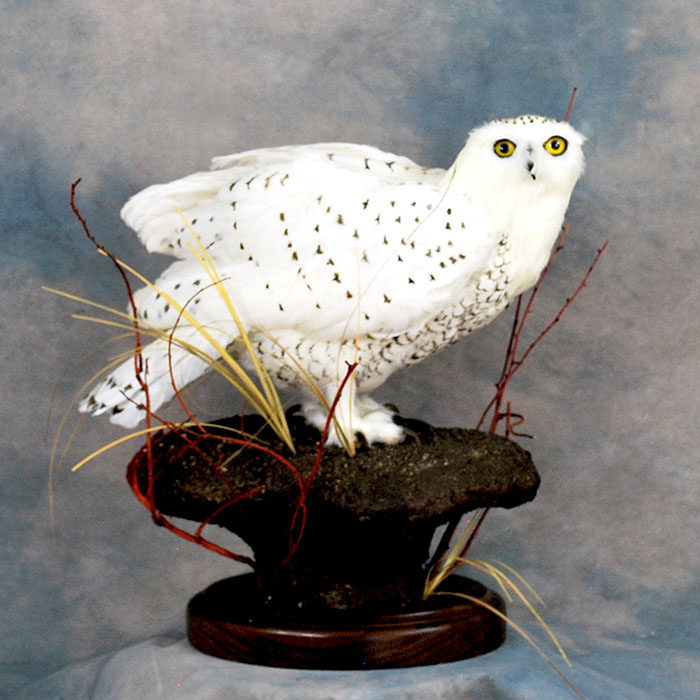 Snowy Owl Owl Recreation Reno Nevada bird taxidermy