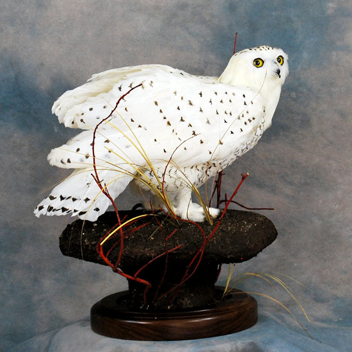 Snowy Owl Owl Recreation Reno Nevada bird taxidermy