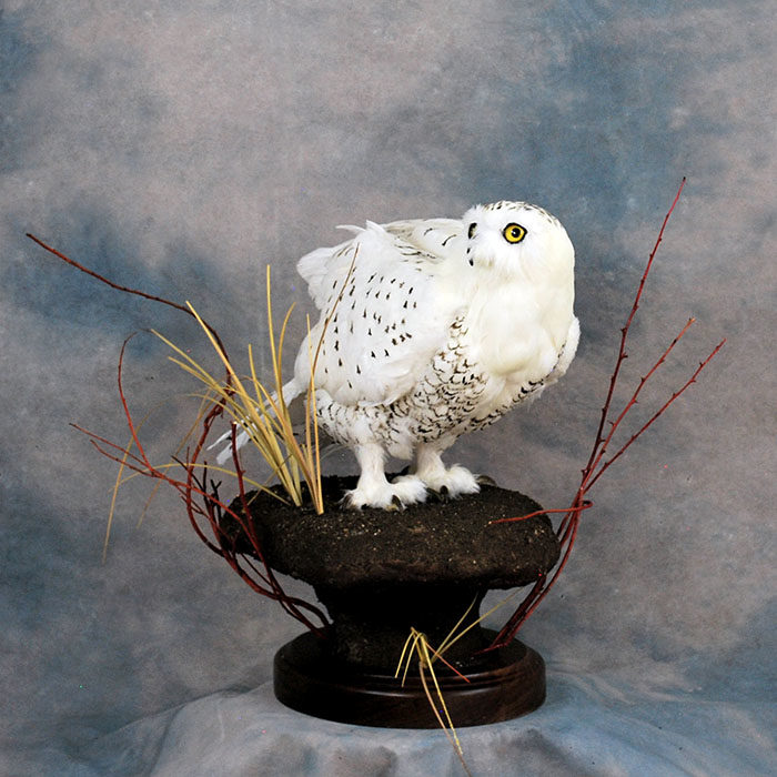 Snowy Owl Owl Recreation Reno Nevada bird taxidermy