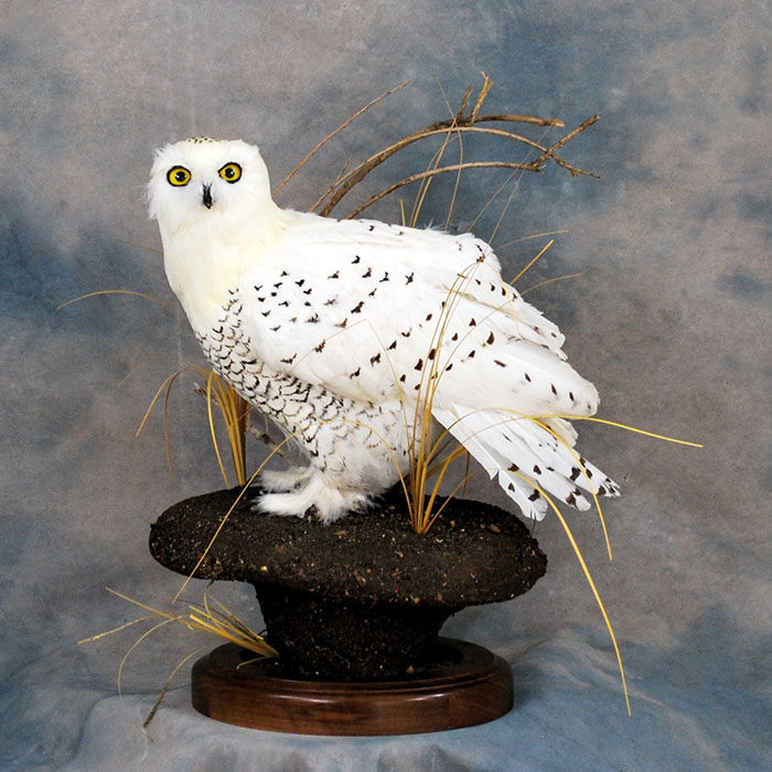 Snowy Owl Owl Recreation Reno Nevada bird taxidermy