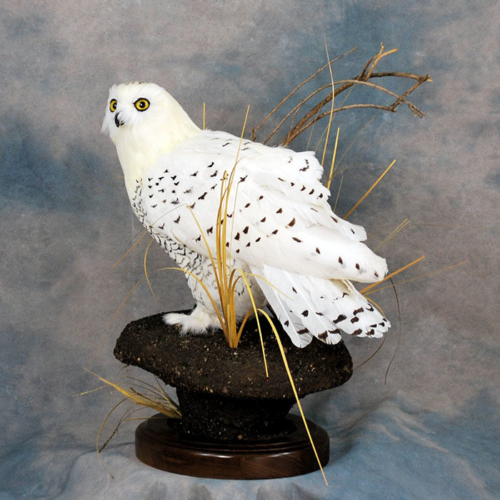 Snowy Owl Owl Recreation Reno Nevada bird taxidermy